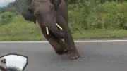 Elefant greift Motorradfahrer in Tigerreservat an: Dramatische Szenen in Indien