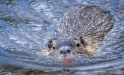 Emsland investiert 150.000 Euro in Nutria-Bekämpfung zum Schutz der Deiche