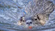 Emsland investiert 150.000 Euro in Nutria-Fallen zur Deichsicherung