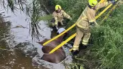 Feuerwehr rettet Pferd aus Graben: Sanfte Bergung nach 45 Minuten Einsatz