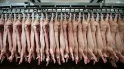 Fleischproduktion in Deutschland sinkt leicht: Rindfleisch-Rückgang, Schwein bleibt Spitzenreiter