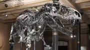 Fossilfund enthüllt: Tyrannosaurus Rex biss seinem Opfer direkt in die Nase