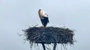 Frühe Heimkehr der Störche in Bitterfeld birgt unerwartete Gefahren