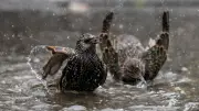 Frühlingsboten kehren zurück: Stare als lustige Papageien des Nordens in Mecklenburg