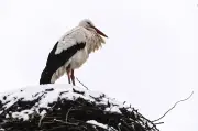 Frühlingsboten trotzen dem Winter: Erste Störche kehren pünktlich in Brutgebiete zurück