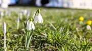 Frühlingserwachen mit bis zu 20 Grad: Meteorologen prophezeien milde Temperaturen