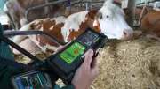 Furz-Radar für Kühe: Bundesregierung plant Methan-Messprogramm für Rinder