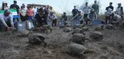 Galápagos-Riesenschildkröten kehren nach 150 Jahren auf Floreana zurück