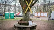 Gericht stoppt Baumfällungen für Flüchtlingsheim in Berlin-Pankow – Umweltaktivisten siegen