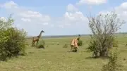 Giraffen-Mutter kämpft verzweifelt gegen Löwenrudel um ihr Kalb in Kenia