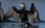Harter Winter dezimiert Kormoran-Bestände an der Ostsee - Vögel ziehen verstärkt gen Süden