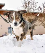 Held auf vier Pfoten: Mischlingsrüde Tim rettet bewusstlosem Gassigeher in Dessau