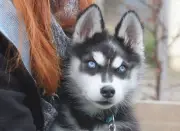 Husky-Welpe Wido sucht liebevolles Zuhause nach schweren Verletzungen in Weimar