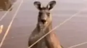 Känguru-Attacke in Australien: Rentner bei Rettungsversuch seines Hundes schwer verletzt