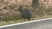 Känguru auf der Flucht: Polizei jagt ausgebrochenes Beuteltier in Rheinland-Pfalz