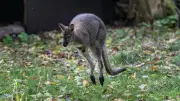 Känguru trotzt Betäubungspfeil: Behörden in der Pfalz suchen weiter nach flüchtigem Beuteltier