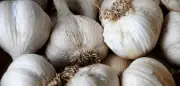 Knoblauch als natürlicher Blutdrucksenker: Was die Knolle wirklich kann