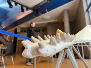 Laboranalysen enthüllen Lebensgeheimnisse des gestrandeten Sylt-Pottwals