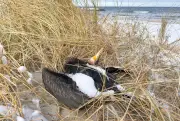 Landkreis Vorpommern-Rügen: Tote Vögel im Winter als natürlicher Nahrungskreislauf
