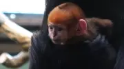 Leuchtendes François-Languren-Baby im Zoo: Ein Hoffnungsschimmer für die bedrohte Art