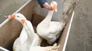 Nach 60 Jahren: Gänse-Opa muss trotz 73.300 Unterschriften seine Tiere abgeben