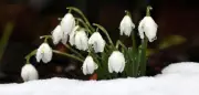 Nach eisigem Winter: Warum kommt der Frühling so plötzlich?