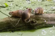 Nutrias in Norddeutschland: Invasion der Sumpfbiberratten und ihre Folgen