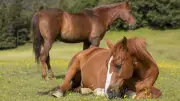 Pferdeschlaf: Das Geheimnis des Dösens im Stehen und des Träumens im Liegen