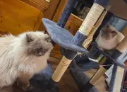 Polizei vereint gestohlene Birma-Kater Hubert und Staller nach 600 km Fahrt