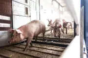 Sachsen-Anhalt: Schweinebestand steigt auf über eine Million Tiere