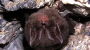 Seltene Fledermäuse überwintern im Mausoleum Meisdorf: Ein wertvolles Winterquartier