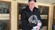 Sensation bei Bundesschau: Kaninchenzüchter aus Stavenhagen erzielt historische Punktzahl