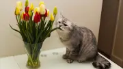 Tödliche Gefahr für Katzen: Warum Tulpen im Haus lebensbedrohlich sein können