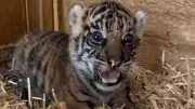 Tierpark Berlin: Sumatra-Tiger-Baby sucht echten Berliner Namen