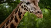 Tragischer Unfall im Erlebnis-Zoo Hannover: Giraffe Jamila stirbt mit zwölf Jahren