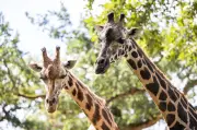 Trauer im Zoo Hannover: Giraffe Jamila nach tragischem Unfall verstorben