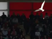 Türkischer Fußballer rettet Möwe mit Herz-Lungen-Massage während Spiel