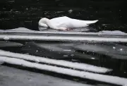 Vogelgrippe bestätigt: Tote Schwäne im Berliner Landwehrkanal starben an Virus