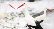 Weißstörche trotzen Winter: Frühe Rückkehr nach Niedersachsen - Sorge um Fridolins Partnerin
