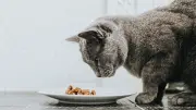 Wenn die Katze das Futter verschmäht: Ursachen und Handlungsempfehlungen