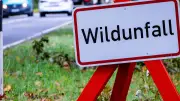Wildschwein-Unfall in Eberbach: LKW-Fahrer flüchtet, Folgecrash mit zwei Autos