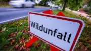 Wildunfall bei Greifswald: Autofahrerin nach Kollision mit Hirsch verletzt
