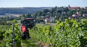 Winzervereinigung Freyburg-Unstrut verbucht leichtes Plus im Weinverkauf trotz Frostjahr