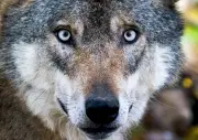 Wolf in Weskow sucht Nahrung auf Grundstücken - Vergrämung mit Knallmunition erfolgreich