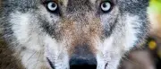 Wolf in Weskow: Vergrämung mit Knallmunition erfolgreich - Experten warnen vor Komposthaufen