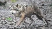 Wolf unterbricht Leverkusener Karnevalszug: 38.000 Jecken mussten kurzzeitig stoppen