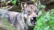 Wolfsangriffe auf Menschen: Seltene Vorfälle im globalen Vergleich