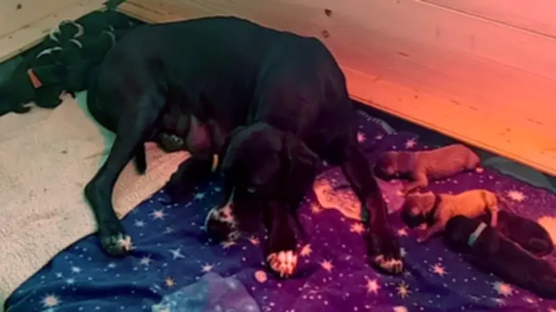 19 Deutsche Doggen-Welpen in Sanitz: Flauschiges Chaos im Hundealltag