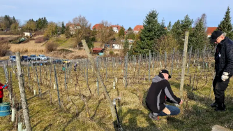 25 Jahre Weinbau-Tradition in Burg Stargard: Winzerverein feiert Jubiläum