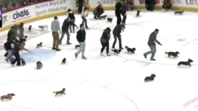 30 Dackel flitzen über Eishockey-Eis: Niedliches Rennen begeistert Zuschauer